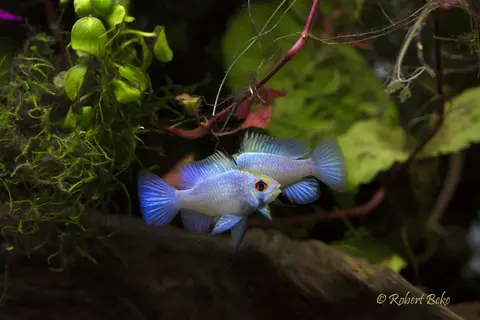 荷兰凤凰