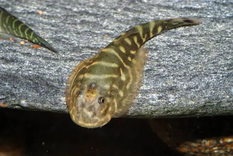 Gastromyzon zebrinus