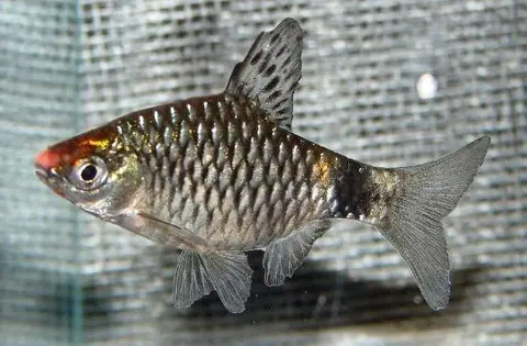 Pethia erythromycter