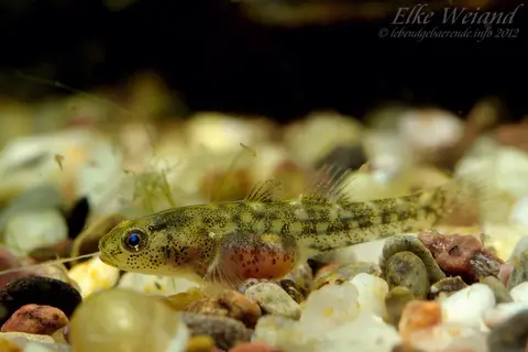 沙漠虾虎