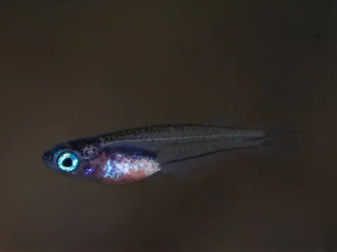 Oryzias wolasi