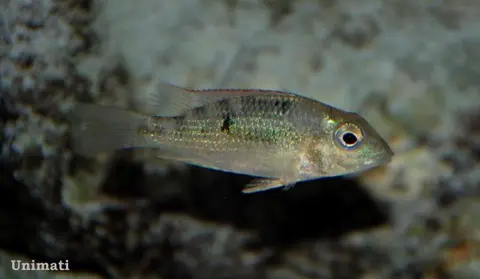 'Geophagus' crassilabris