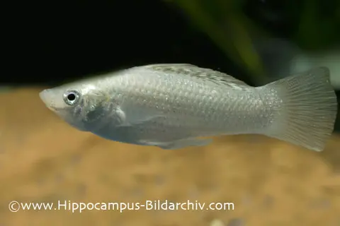 帆鳍摩利鱼