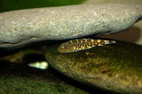 Gastromyzon ocellatus