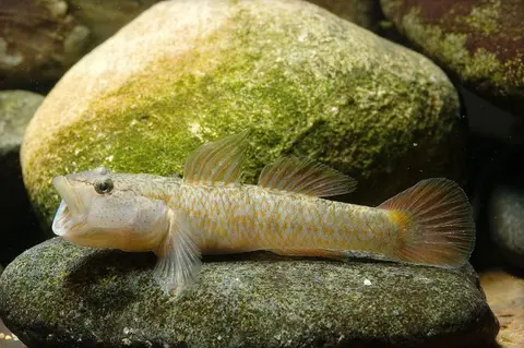 河川吻鰕虎鱼