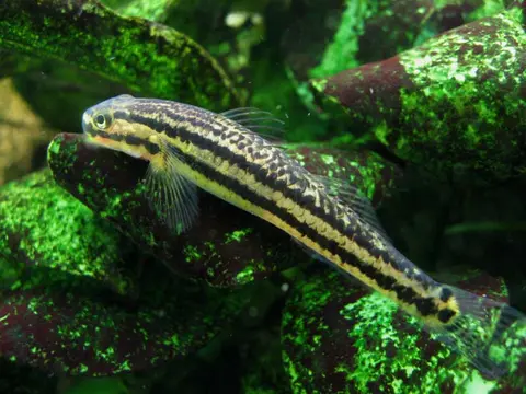 Stiphodon pelewensis