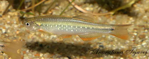Danio feegradei