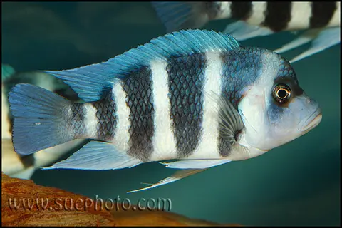 Cyphotilapia gibberosa