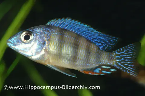 Protomelas sp. steveni "Taiwan reef"