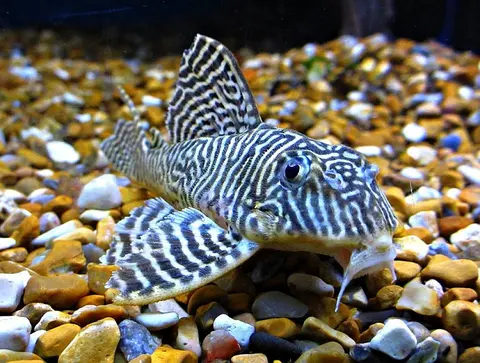 Hypancistrus sp.