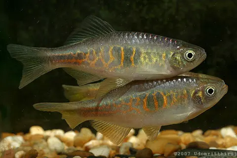 Devario sp. 'giraffe'