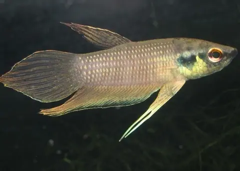 Betta raja
