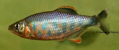Barilius ardens