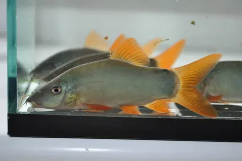 橙鳍沙鳅