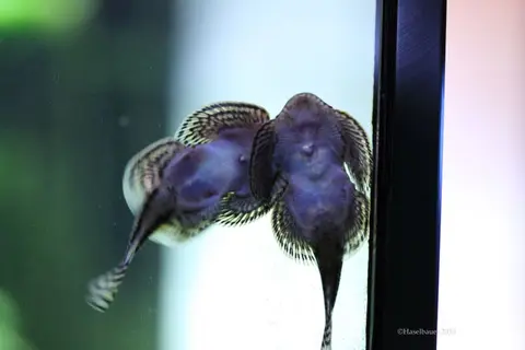 思凡腹吸鳅