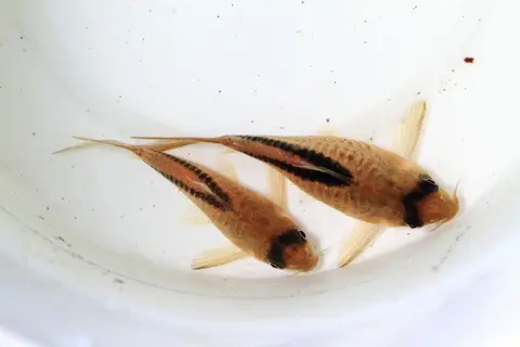 梅氏兵鲶