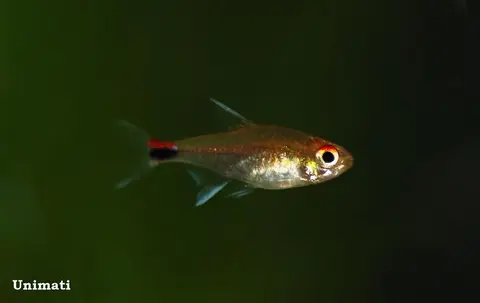 Axelrodia riesei