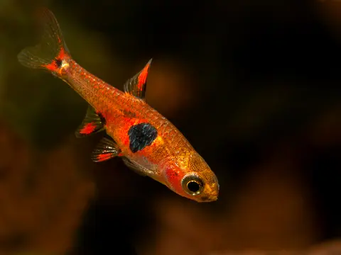 Boraras naevus