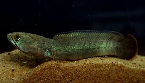 缘鳢