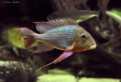 Geophagus altifrons