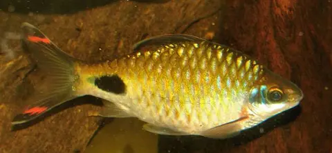 Dawkinsia assimilis