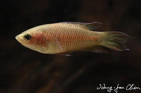 Macropodus erythropterus