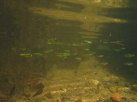 Microdevario kubotai