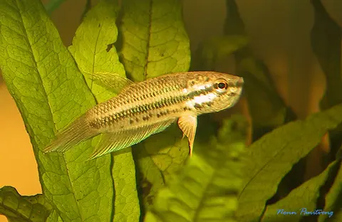 Betta pallida