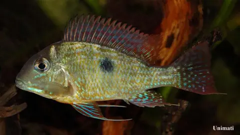 Geophagus neambi