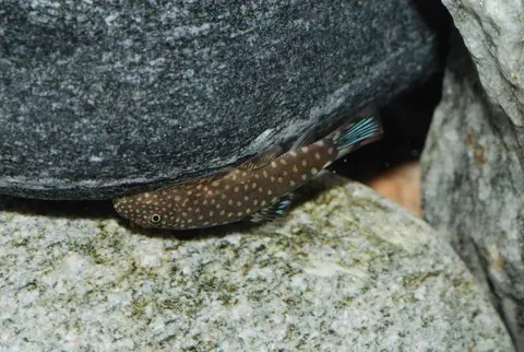 Gastromyzon scitulus