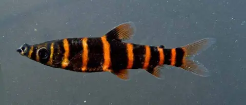 Synaptolaemus latofasciatus