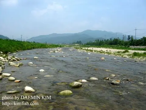 高丽鱊