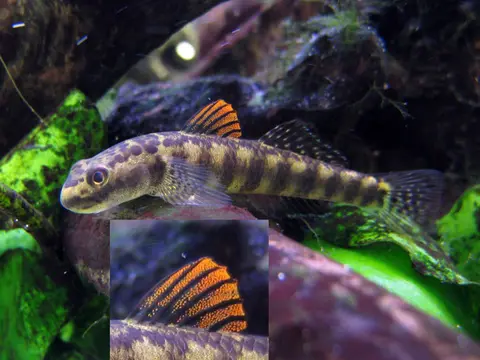 Stiphodon maculidorsalis