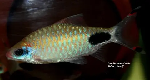 Dawkinsia assimilis