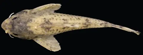 Hoplisoma lacrimostigmata
