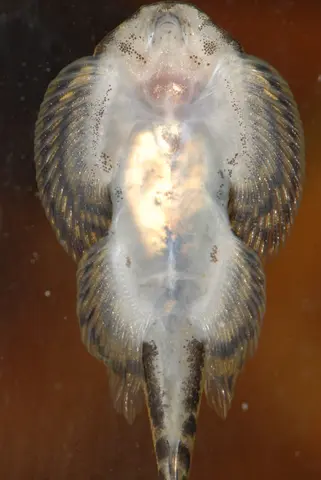 思凡腹吸鳅