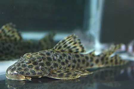 Hypostomus mutucae