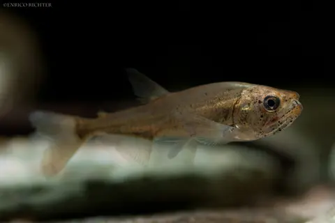 Hydrolycus armatus