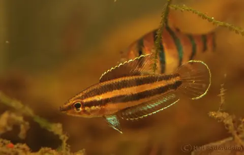 Parosphromenus allani