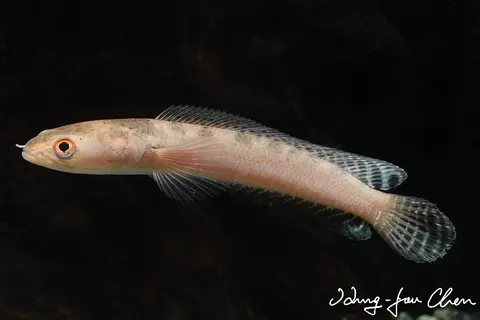 Channa baramensis