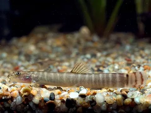 Aborichthys sp. 'AR01'