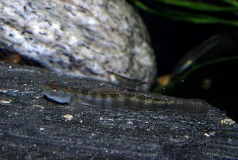 Stiphodon maculidorsalis