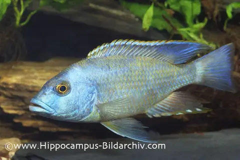 Nimbochromis livingstonii