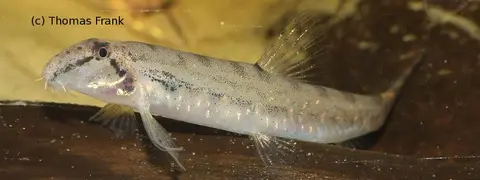Kottelatlimia hipporhynchos