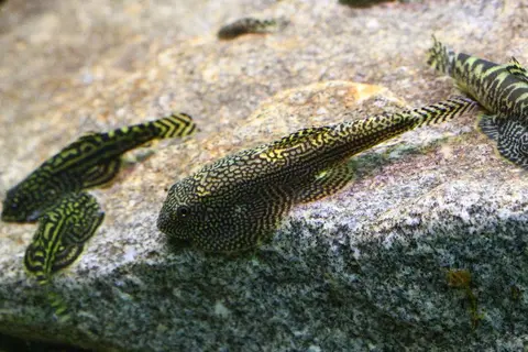 Sewellia albisuera