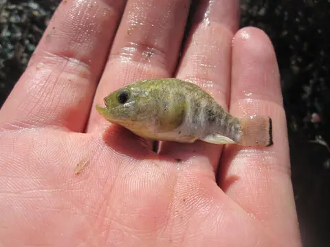 Cyprinodon julimes