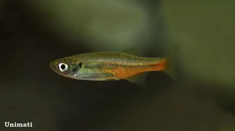 泉水斑马鱼