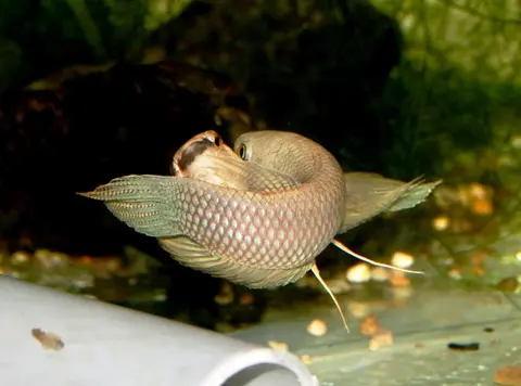 Betta ibanorum
