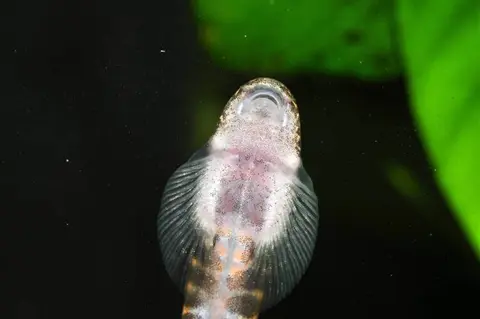 Erromyzon sp. 'ER02'