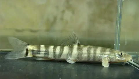 Schistura sp. 3